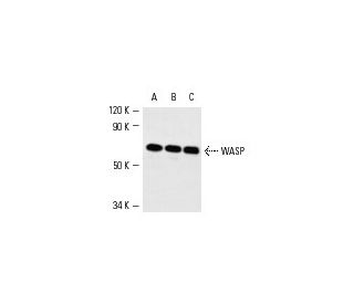 WASP Antibody D 1