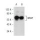 WASP Antibody (F-8) - Western Blotting - Image 145664
