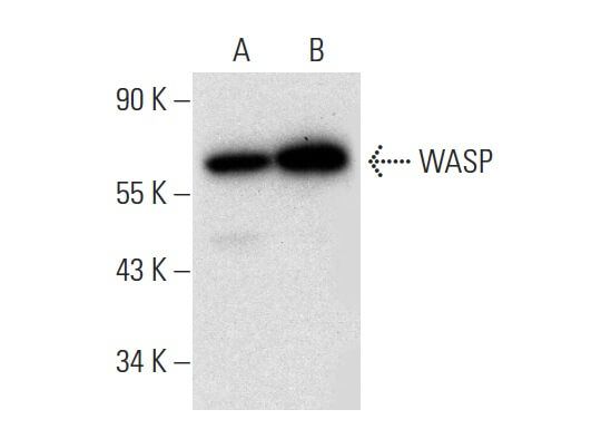 WASP Antibody F 8 SCBT Santa Cruz Biotechnology