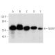 western blotting image from recommended WASP (B-9) monoclonal antibody replacement. Image 354796