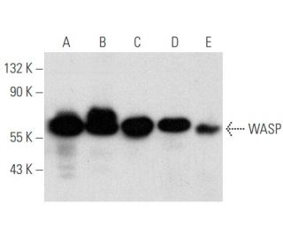 WASP Antibody (B-9) - Western Blotting - Image 354796Each CRISPR/Cas9 Knockout (KO) Plasmid product consists of a pool of 3 plasmids designed to ensure identification and cleavage of a specific gene for maximum knockout efficiency. Each plasmid encodes a unique 20 nt sequence derived from the GeCKO (v2) library.
