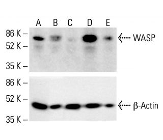 WASP Antibody (B-9) - Western Blotting - Image 412280