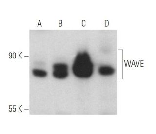 WAVE Antibody (F-10) - Western Blotting - Image 360176 