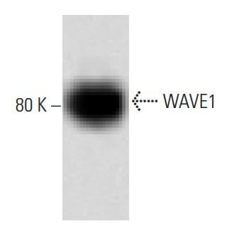 Wave One Rct WAVE1 Antibody (30) | SCBT - Santa Cruz Biotechnology