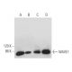 western blotting image from recommended WAVE1 (E-2) monoclonal antibody replacement. Image 373393