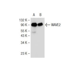 western blotting image from recommended WAVE2 (C-6) monoclonal antibody replacement. Image 146887