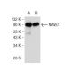 western blotting image from recommended WAVE2 (C-6) monoclonal antibody replacement. Image 146887
