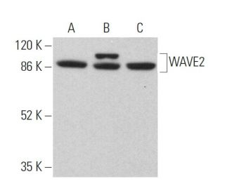 WAVE2 Antibody (C-6) - Western Blotting - Image 359796 