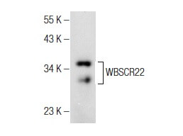 Anti-WBSCR22 Antibody (F-2) | SCBT - Santa Cruz Biotechnology