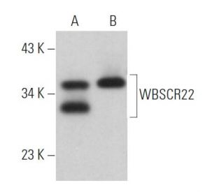 WBSCR22 Antibody (F-2) - Western Blotting - Image 366329 
