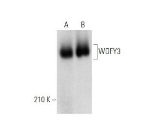 WDFY3 Antibody (B-4) - Western Blotting - Image 324776 