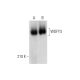 WDFY3 Antibody (B-4) - Western Blotting - Image 324776 