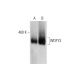 WDFY3 Antibody (B-4) - Western Blotting - Image 325072 