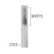 WDFY3 Antibody (B-4) - Western Blotting - Image 366347