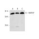 WDPCP Antibody (A-5) - Western Blotting - Image 314040
