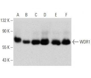 WDR1 Antibody (B-10) - Western Blotting - Image 360074 