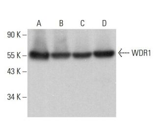 WDR1 Antibody (B-8) - Western Blotting - Image 375405 