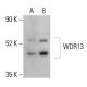 WDR13 Antibody (B-12) - Western Blotting - Image 401450