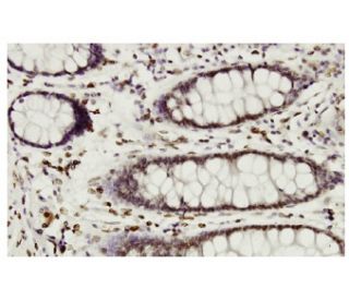 WDR20 Antibody (38K) - Immunohistochemistry - Image 36208 