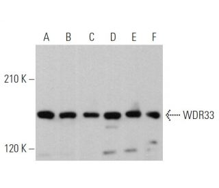 WDR33 Antibody (D-1) - Western Blotting - Image 367218