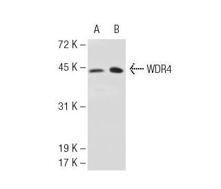 WDR4 Antibody (321.9) - Western Blotting - Image 48735 