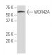 WDR42A Antibody (QS-5) - Western Blotting - Image 34268