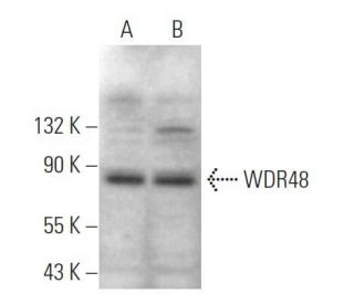 WDR48 Antibody (E-4) - Western Blotting - Image 369008 
