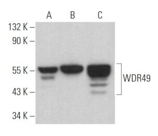 WDR49 Antibody (E-9) - Western Blotting - Image 369003 