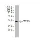 WDR5 Antibody (SF-14) - Western Blotting - Image 34265 