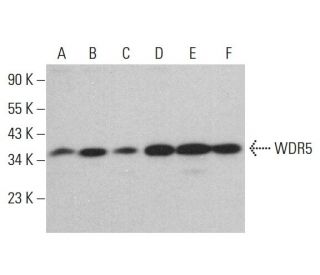 WDR5 Antibody (G-9) - Western Blotting - Image 382270