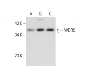 WDR5 Antibody (A-6) - Western Blotting - Image 314201 