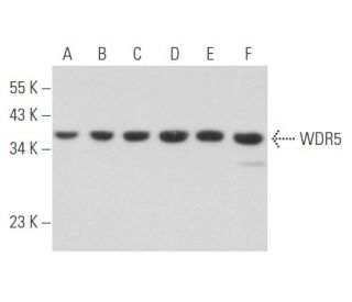 WDR5 Antibody (G-9) - Western Blotting - Image 356711