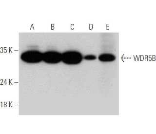 WDR5B Antibody (E-6) - Western Blotting - Image 344047 
