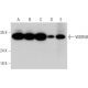 WDR5B Antibody (E-6) - Western Blotting - Image 368343