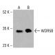 WDR5B Antibody (E-6) - Western Blotting - Image 415872