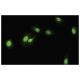 WDR61 Antibody (WW-5) - Immunofluorescence - Image 35717 