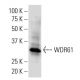 WDR61 Antibody (WW-5) - Western Blotting - Image 34267 