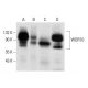 WDR70 Antibody (C-5) - Western Blotting - Image 303501