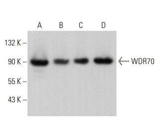WDR70 Antibody (C-5) - Western Blotting - Image 376399 