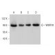 WDR70 Antibody (C-5) - Western Blotting - Image 376399 