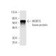 WDR73 Antibody (4A6) - Western Blotting - Image 350313