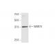 WDR73 Antibody (4A6) - Western Blotting - Image 352223 
