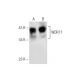 WDR77 Antibody (A-4) - Western Blotting - Image 156333 