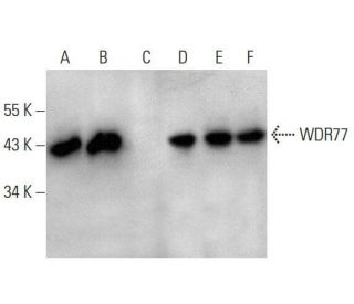 WDR77 Antibody (A-4) - Western Blotting - Image 352600 
