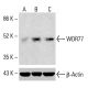 WDR77 Antibody (A-4) - Western Blotting - Image 414799