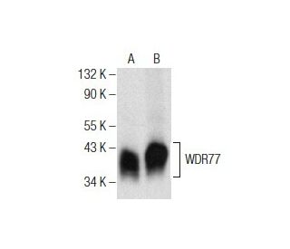 WDR77 Antibody (C-2) - Western Blotting - Image 155929 