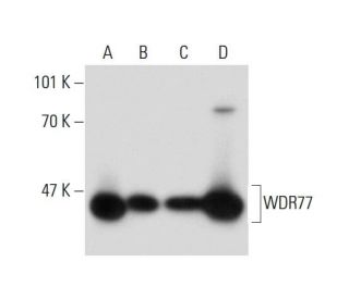 WDR77 Antibody (FG-4) - Western Blotting - Image 134863 