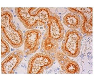 WDR78 Antibody (E-2) - Immunohistochemistry - Image 301857 