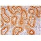 WDR78 Antibody (E-2) - Immunohistochemistry - Image 301857 