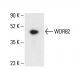 WDR82 Antibody (A-2) - Western Blotting - Image 404826